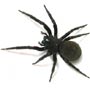 Link to Black House Spider