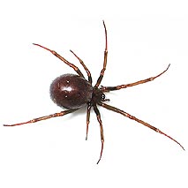 Steatoda Capensis