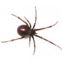 Brown House Spider 
