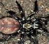Link to Melbourne Trap-door Spider